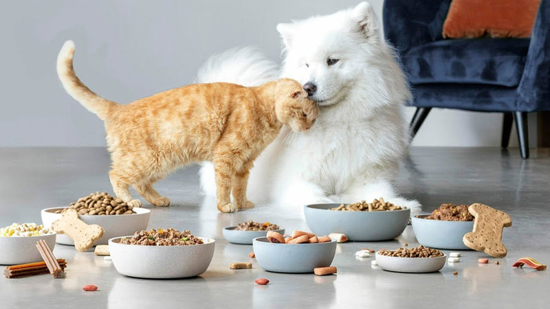 The Importance of High-Quality Pet Food: Why Your Pet Deserves the Best
