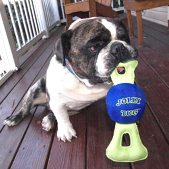 Jolly Pets Tug Assorted Medium