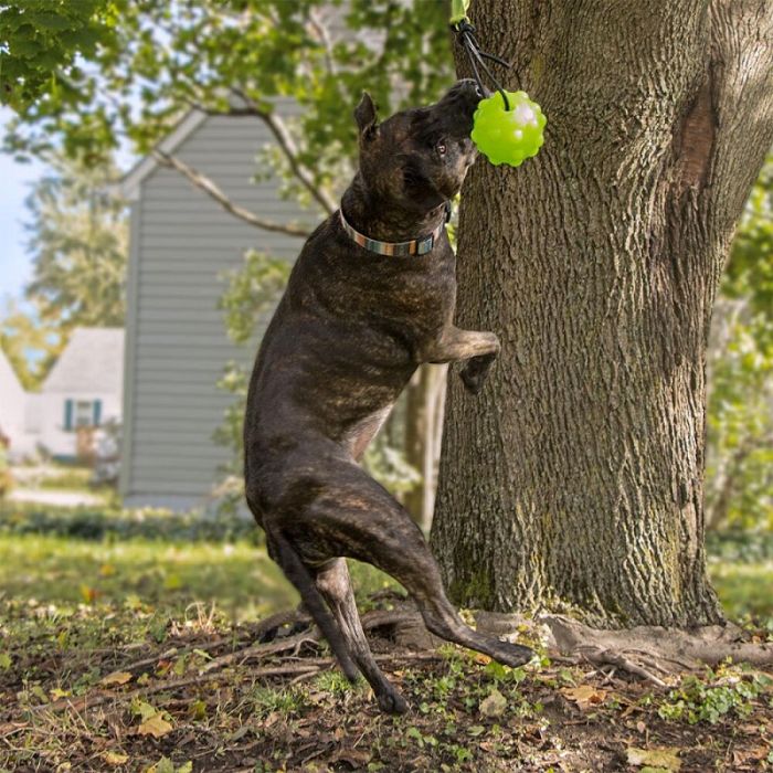 Jolly Pets Tree Tugger Bungee Green Large